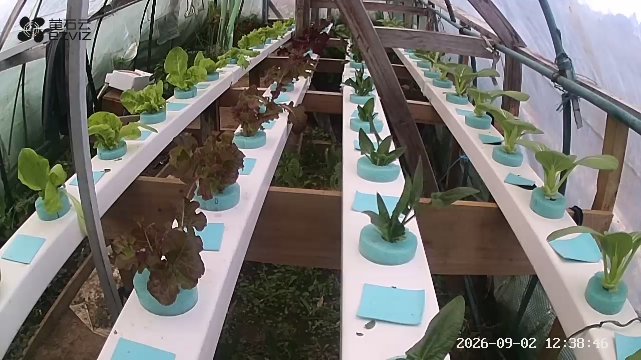 Fixed camera view down four NFT channels: green and red lettuce on the left, young bok choy in blue foam collars on the right, blue tape covering empty plant holes