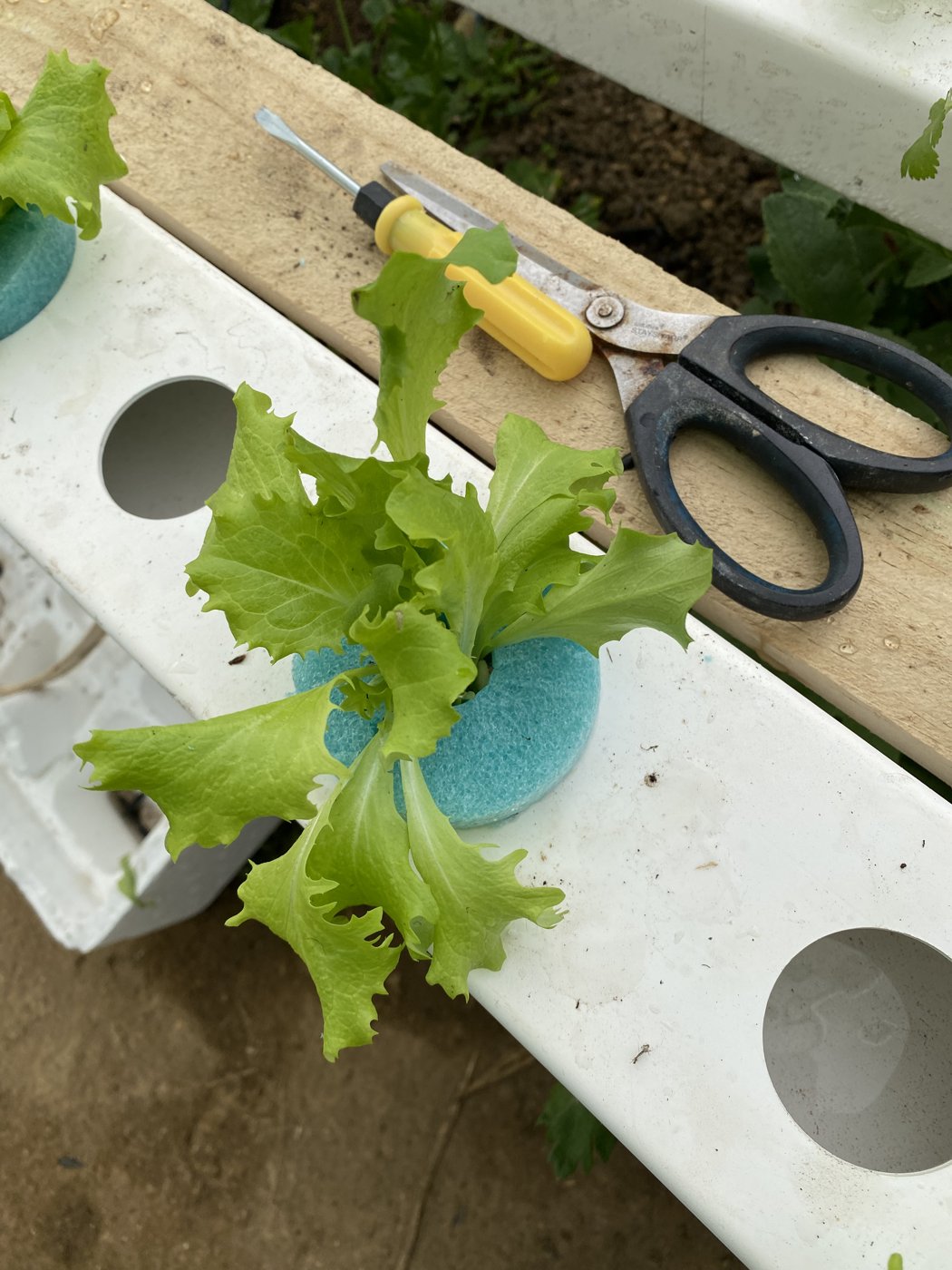 Lettuce seedling held by a blue foam collar in the channel hole