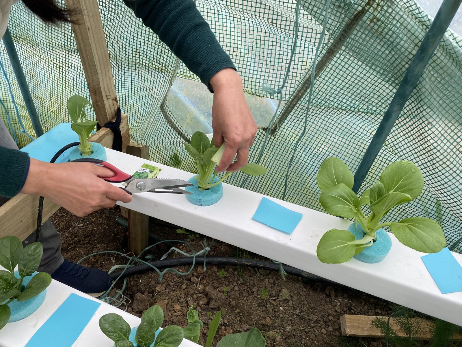 Hands with kitchen scissors cutting outer leaves from a bok choy plant in the NFT channel