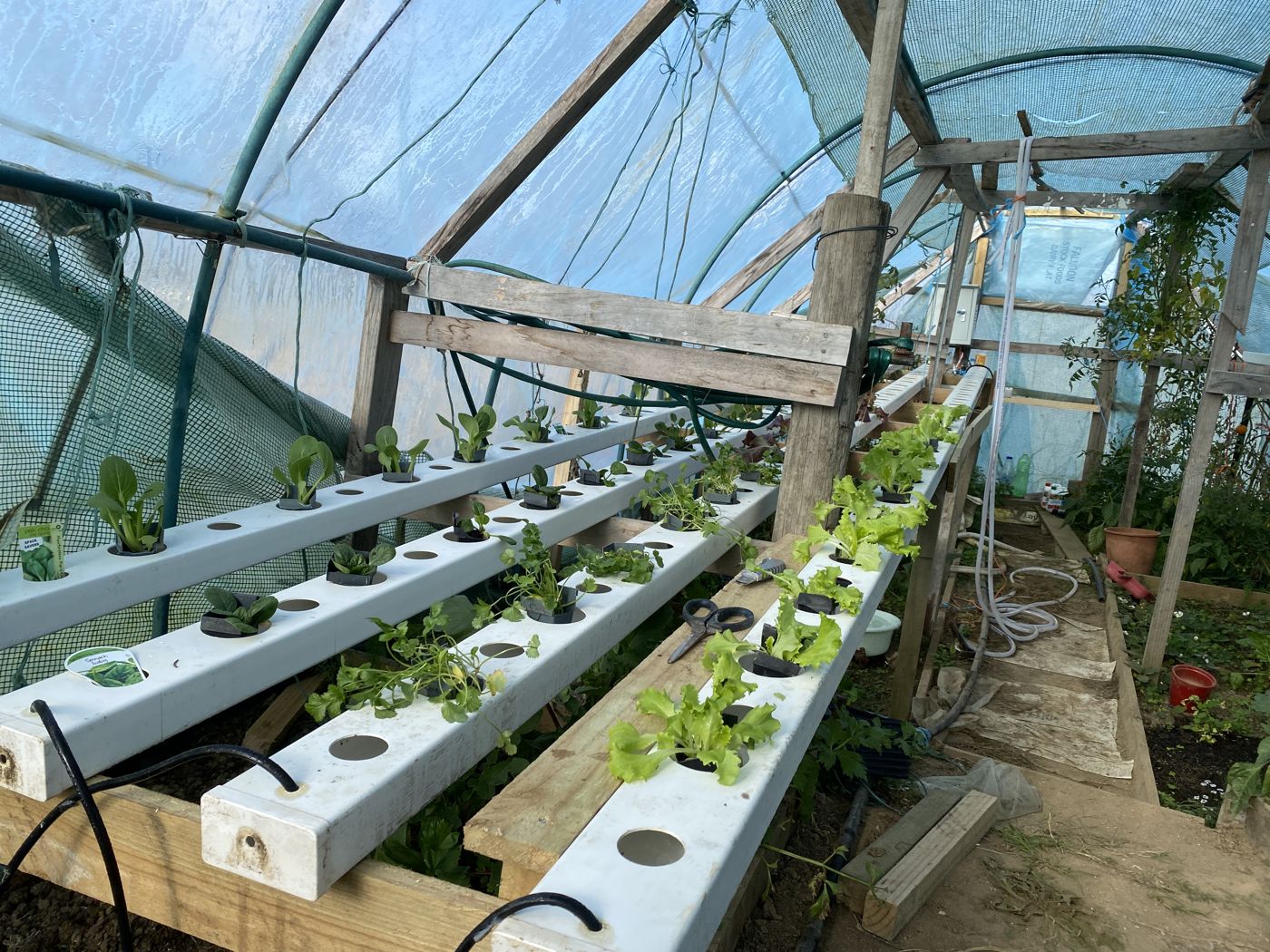 NFT channels planted with lettuce, coriander and bok choy