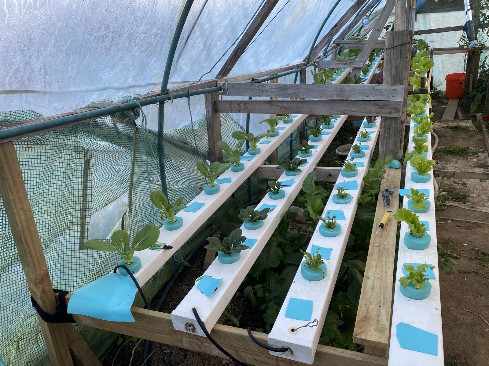 Four NFT channels replanted with young bok choy, lettuce and celery seedlings in blue foam collars