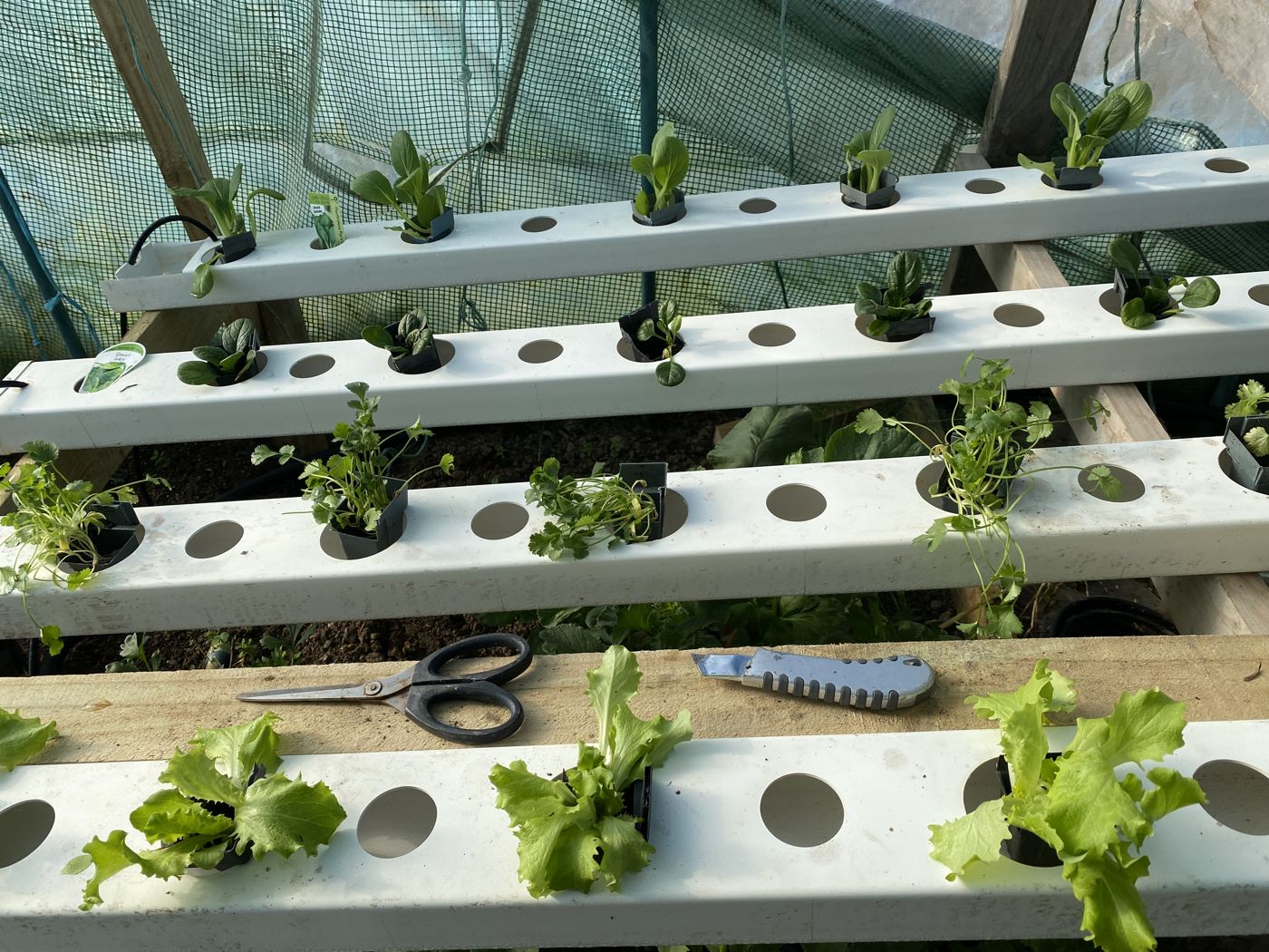 Close-up of seedlings in NFT channels